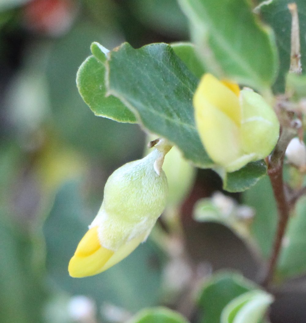 Gastrolobium sericeum ‘Lemon Drops’2.jpg