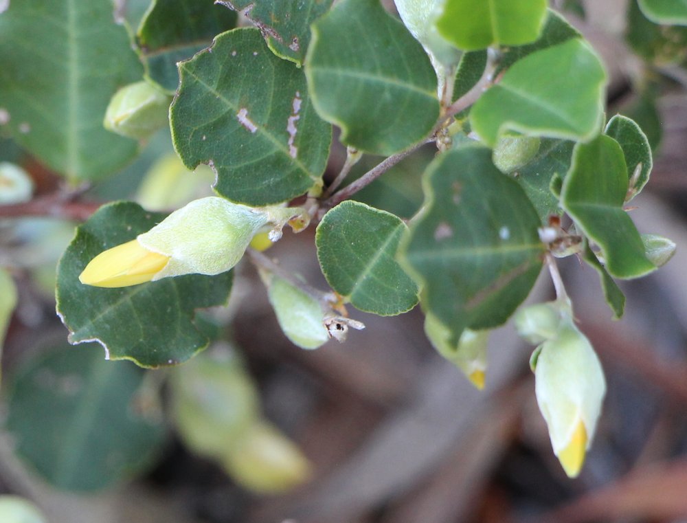 Gastrolobium sericeum ‘Lemon Drops’4.jpg