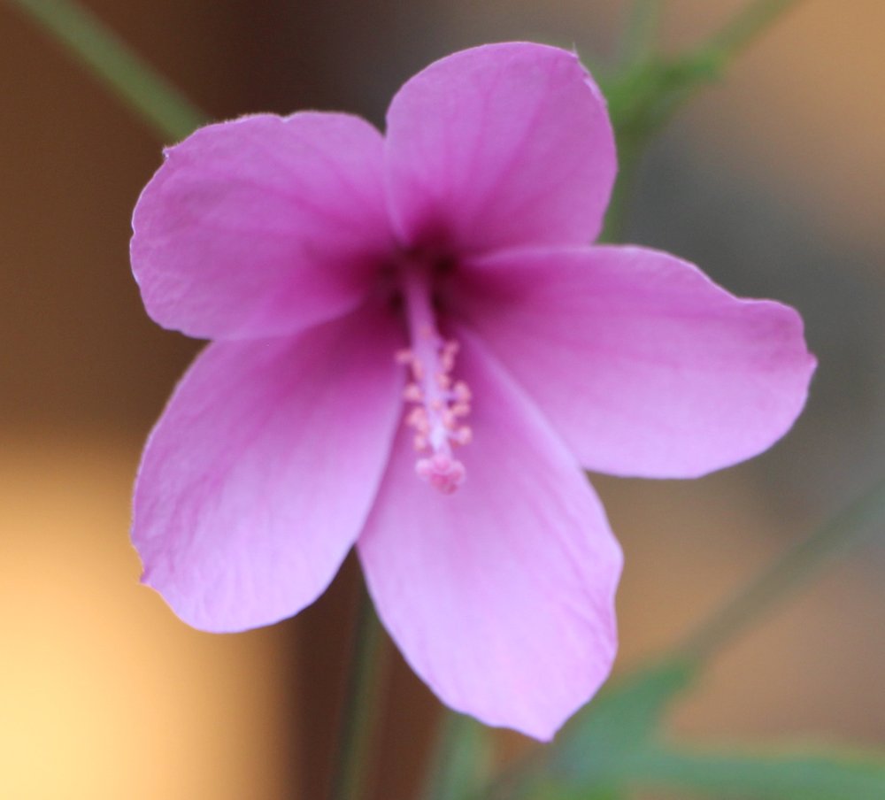Hibiscus geranioides 2.jpg