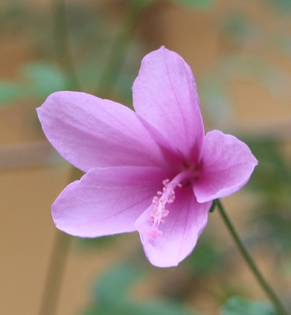 Hibiscus geranioides 3.jpg