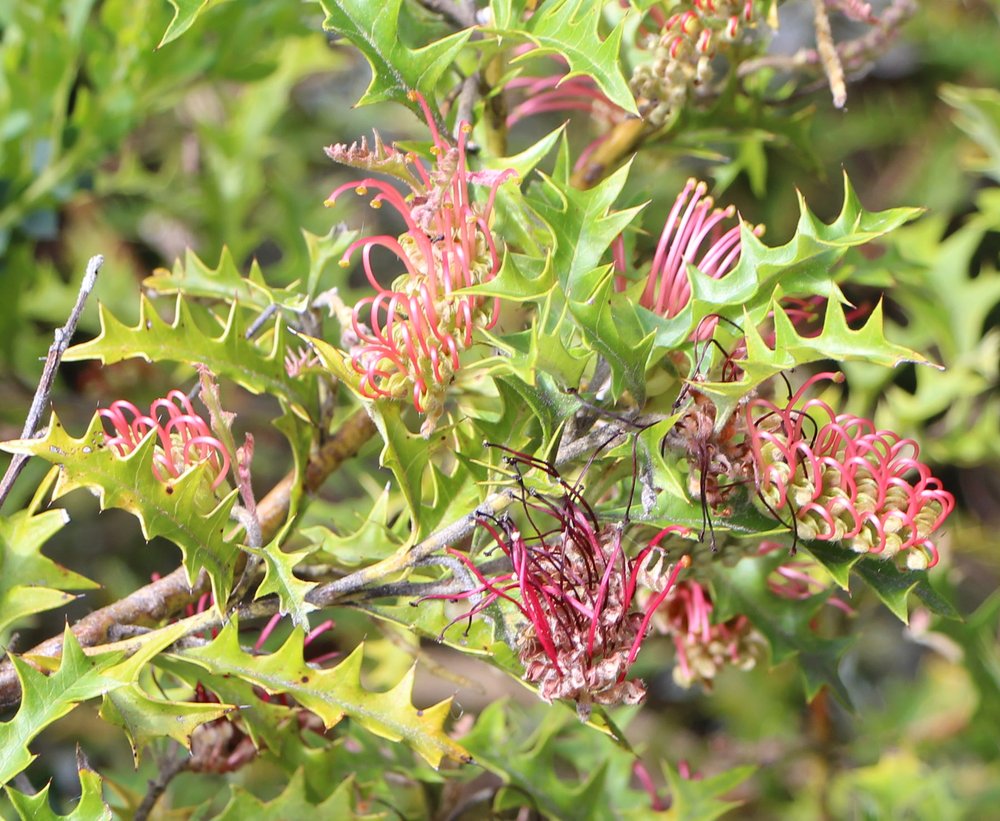 Grevillea aquifolium 1.jpg