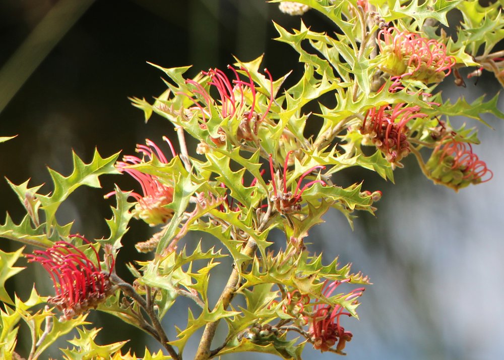 Grevillea aquifolium 2.jpg
