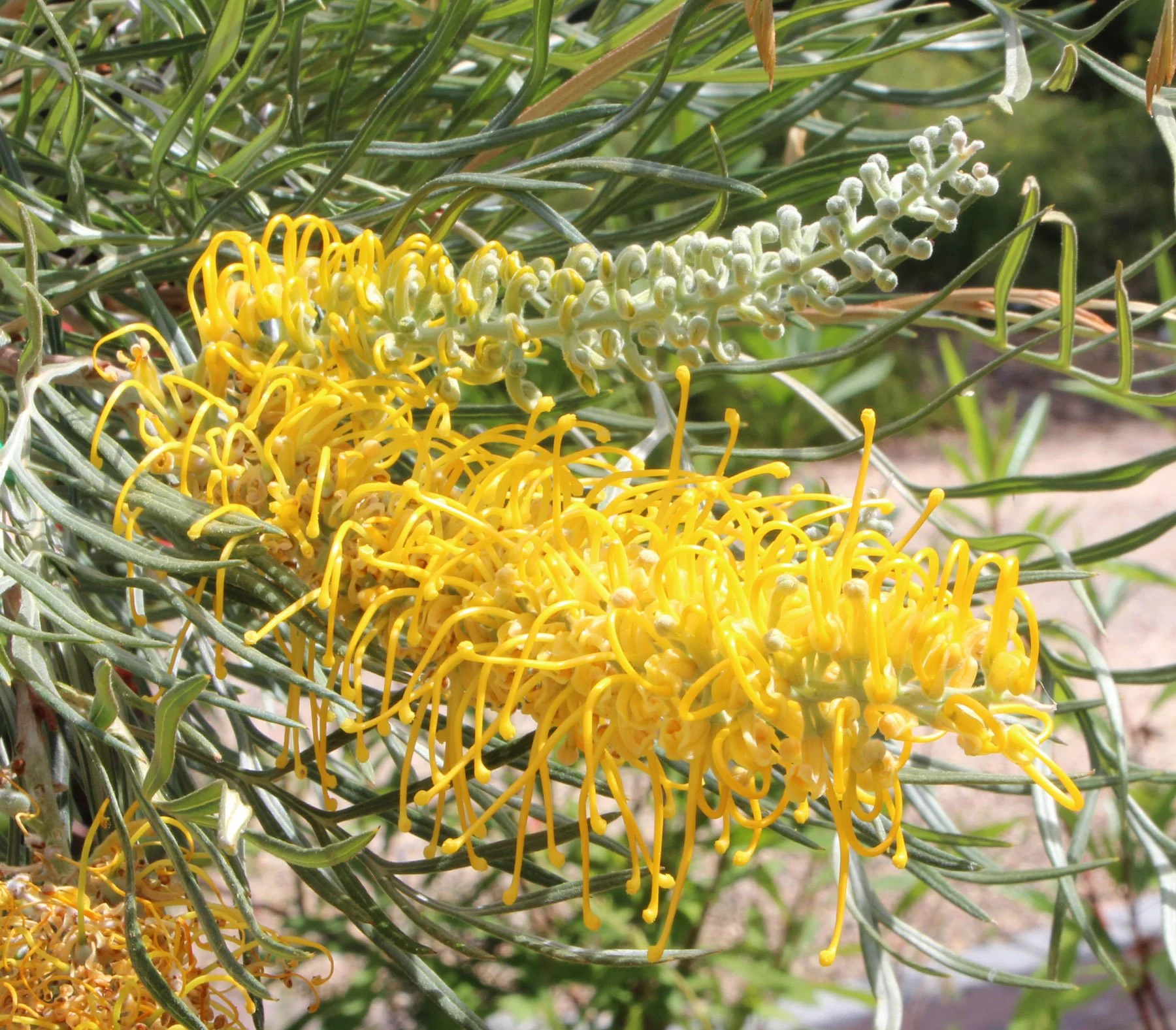 Grevilleas — Walcott Garden