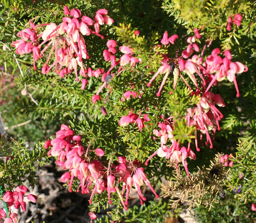 Grevillea lanigera dwarf 'Greencape' flowers (2).jpg