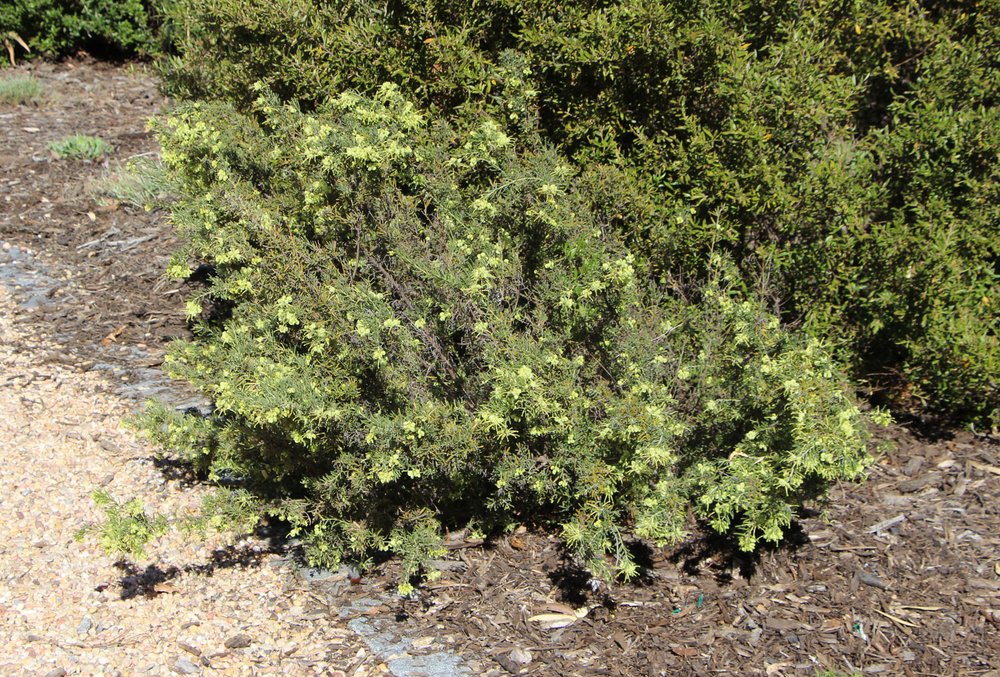 Grevillea lanigera lutea plant.jpg