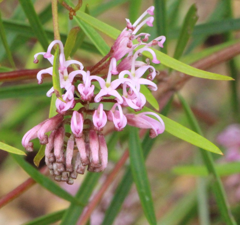 Grevillea sericea subsp. sericea pink form 3.jpg