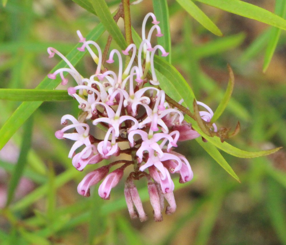 Grevillea sericea subsp. sericea pink form 2.jpg