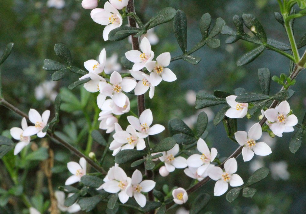 Boronia anemonifolia 1.jpg