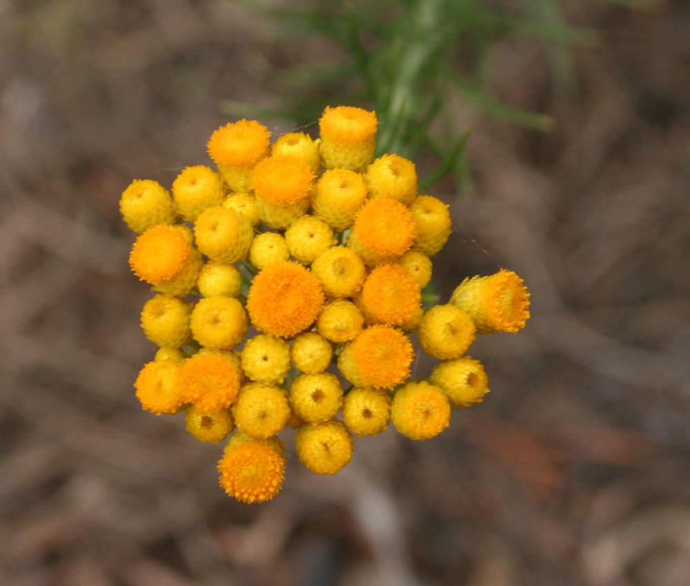 Chrysocephalum semipapposum flowers.jpg