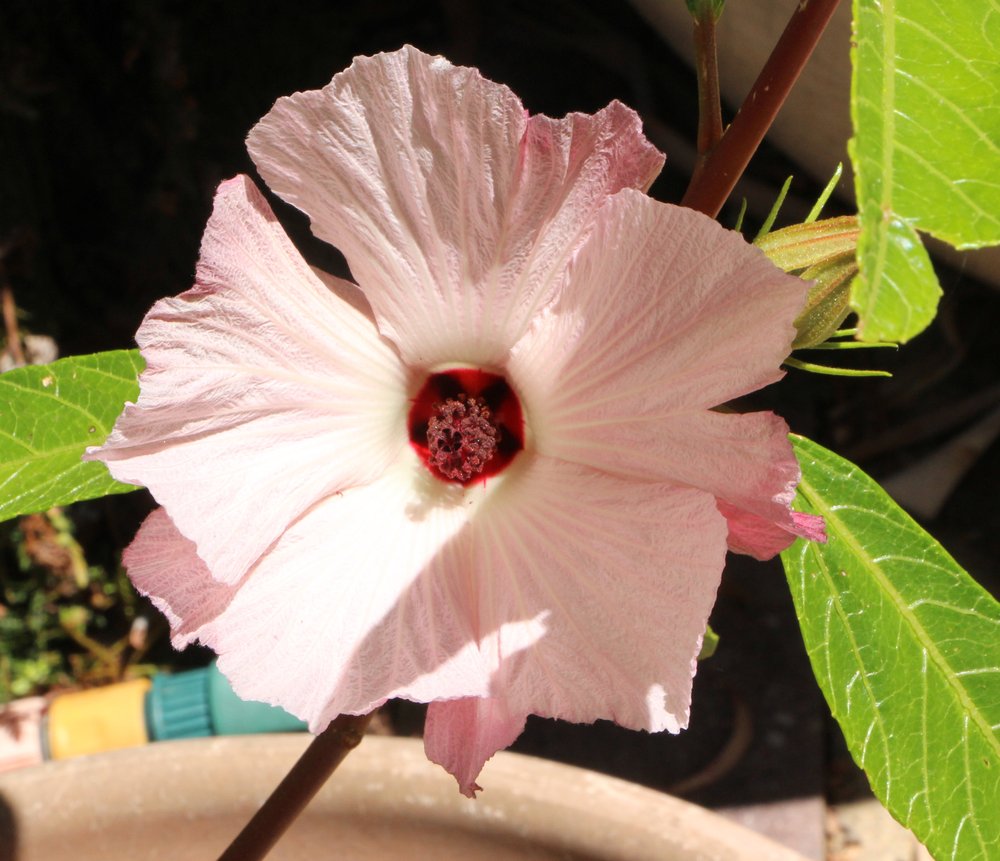 Hibiscus 'Aussie Delight' 1.jpg