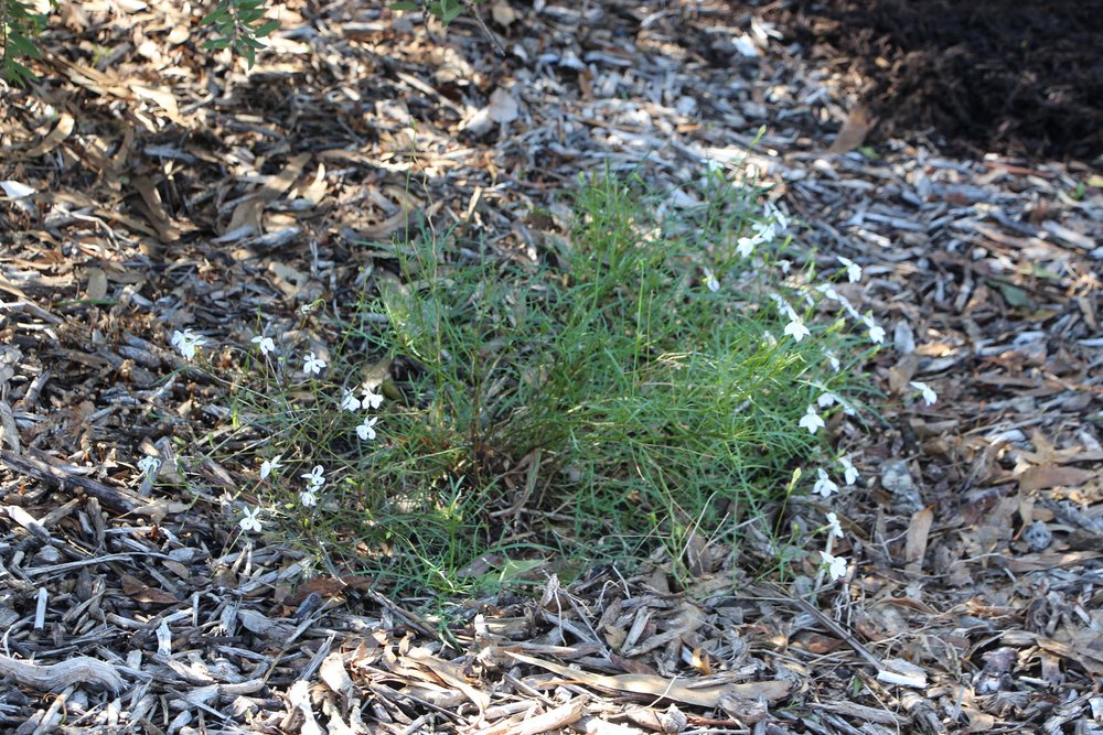 Isotoma anethifolia plant.jpg