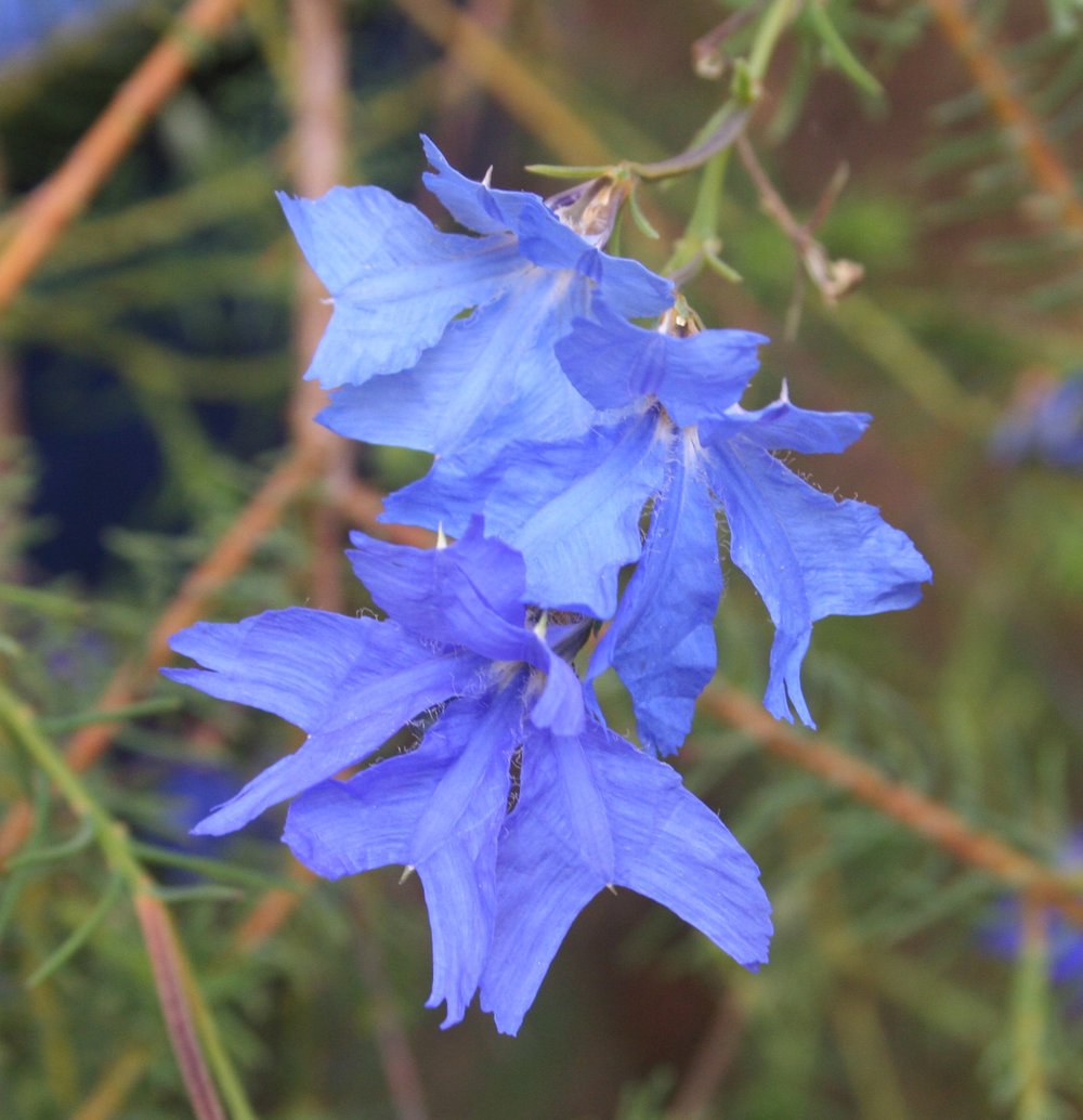Lechenaultia biloba 'Big Blue' flowers 1.jpg