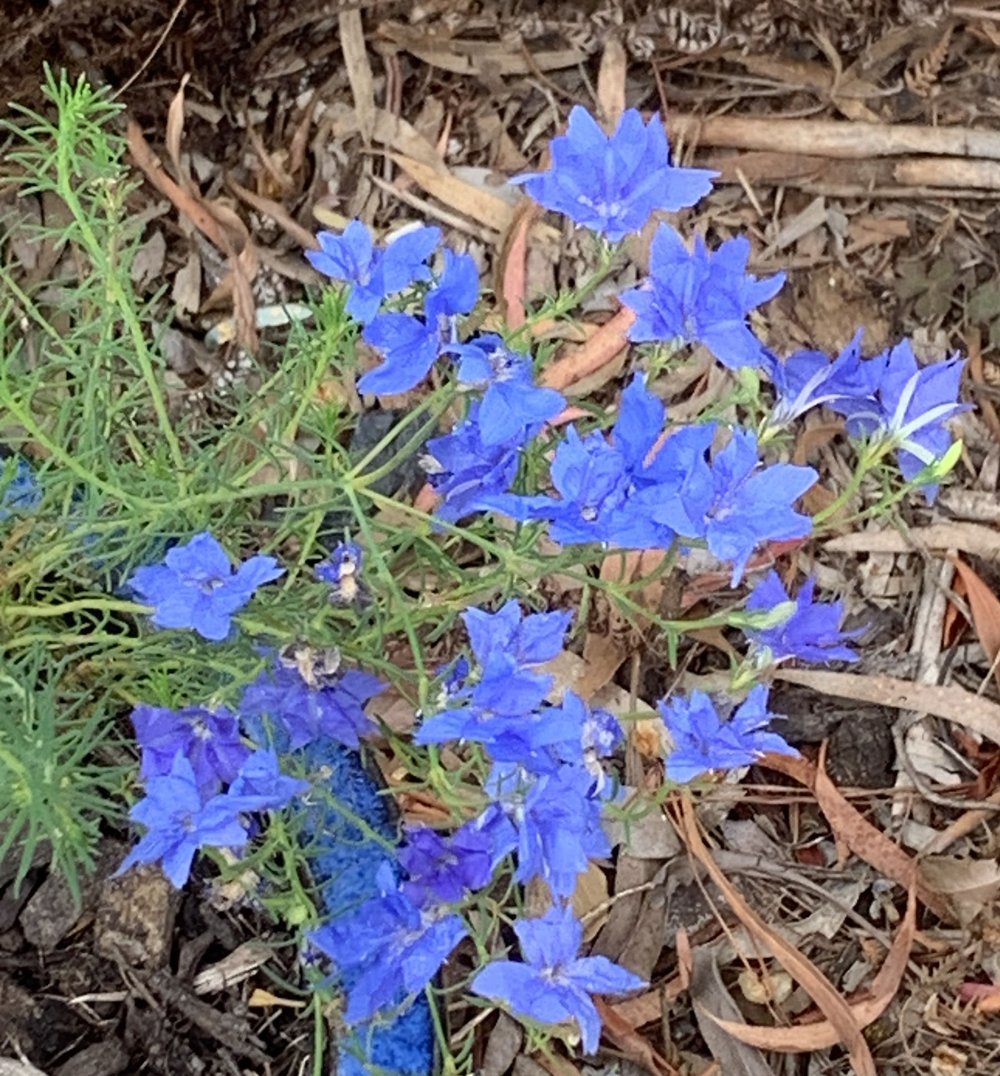 Lechenaultia biloba 'Big Blue' flowers 3.jpg