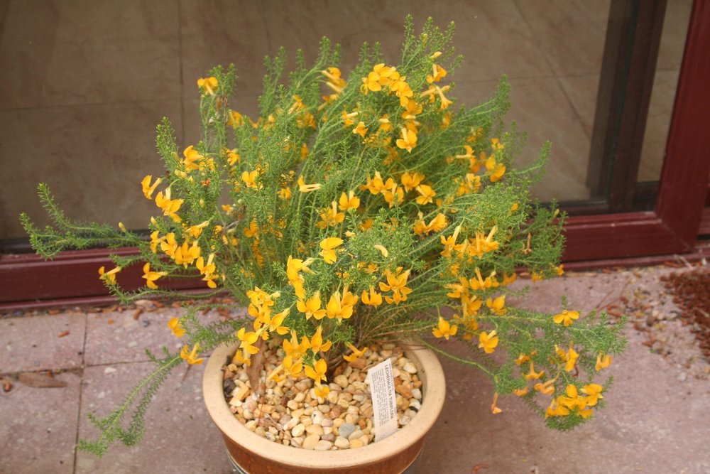 Lechenaultia tubiflora plant pot.jpg