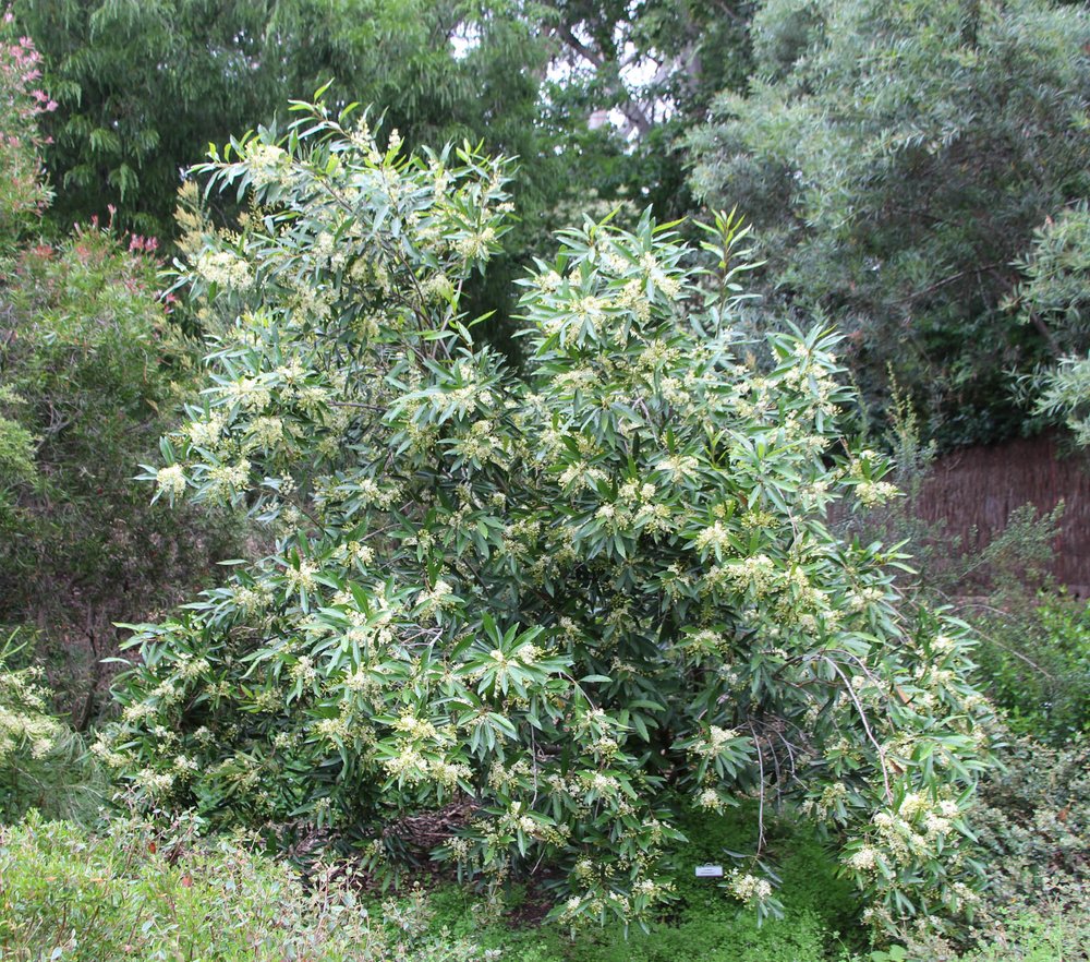 Lomatia arborescens 1.jpg