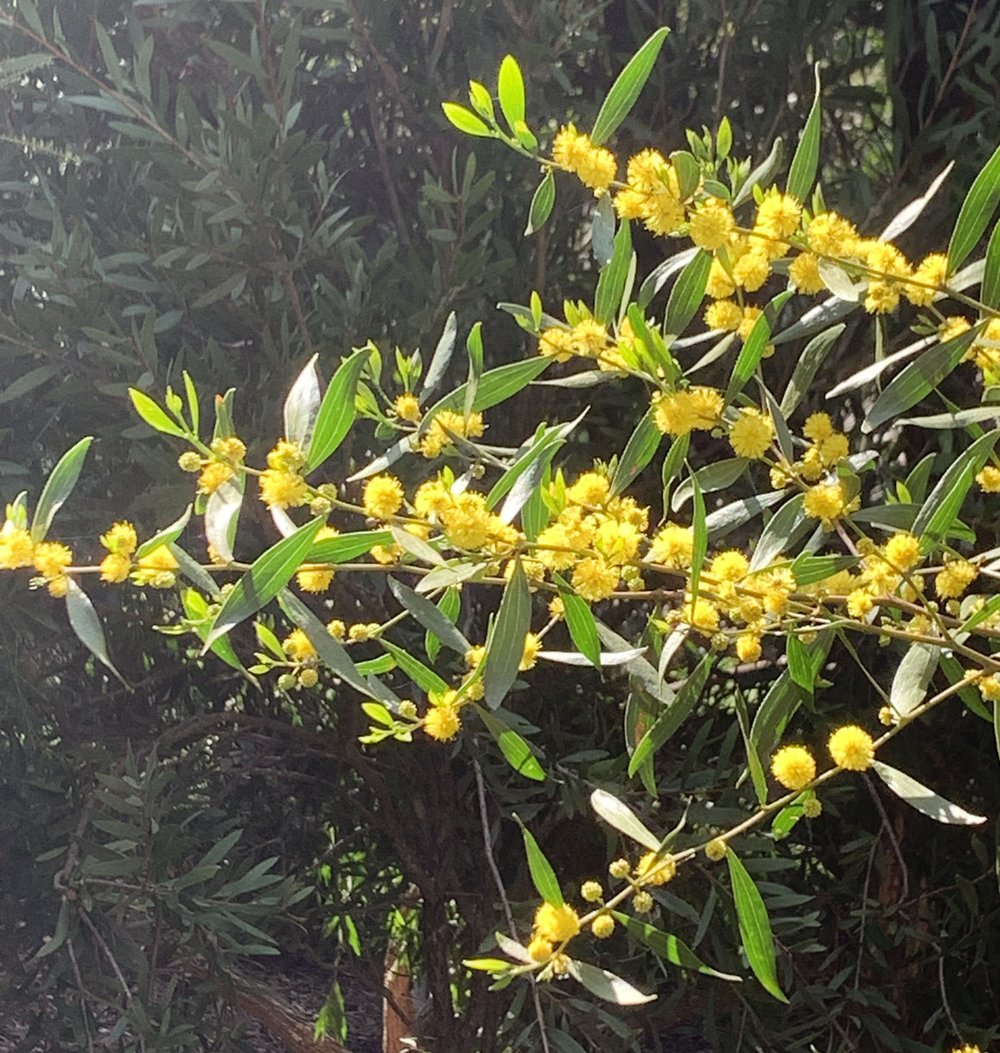 Acacia linearifolia 6.jpg
