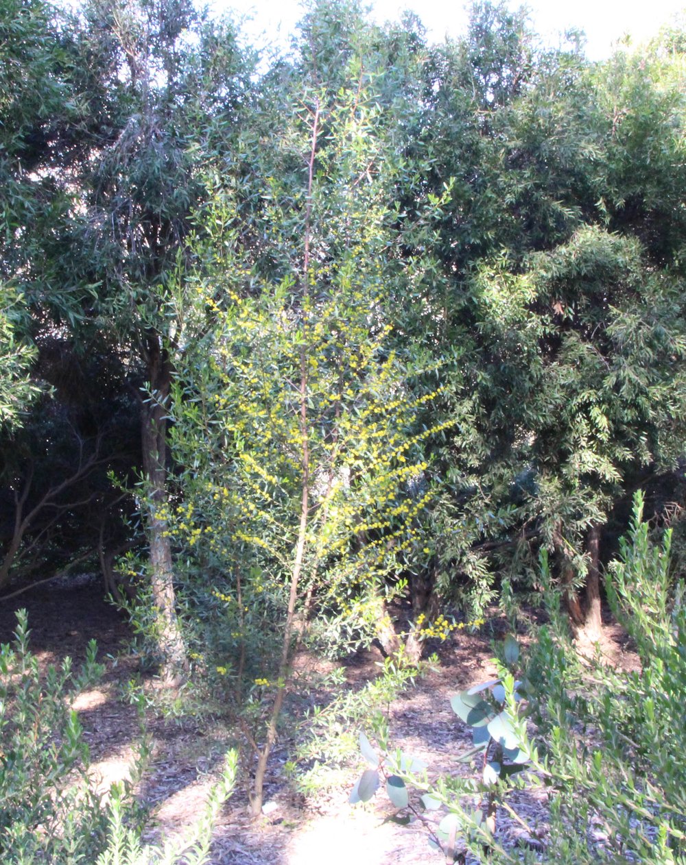 Acacia linearifolia 3.jpg