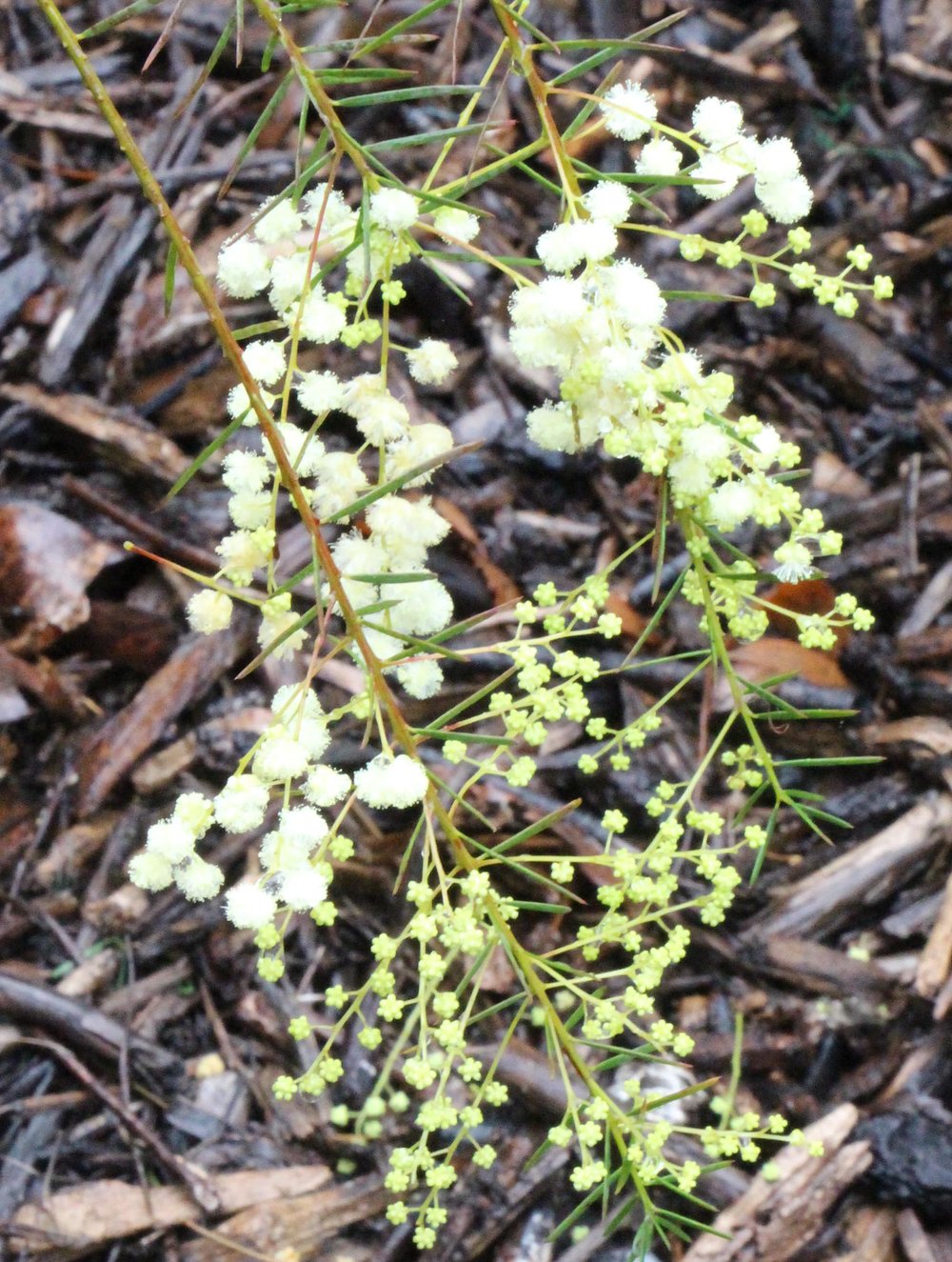 Acacia linifolia 1.jpg