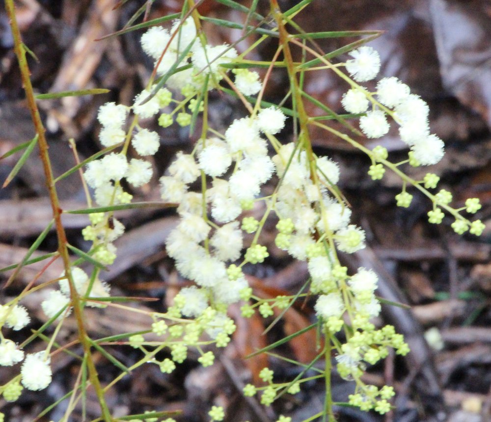 Acacia linifolia 2.jpg