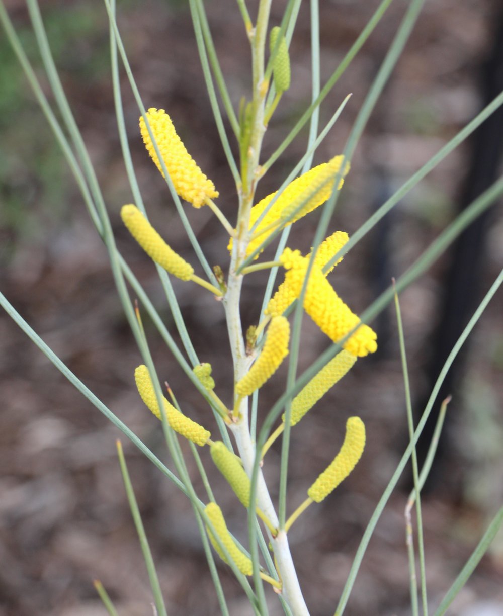 Acacia longiphyllodinea flowers 1.jpg