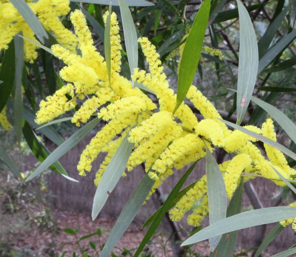 Acacia longifolia 2.jpg