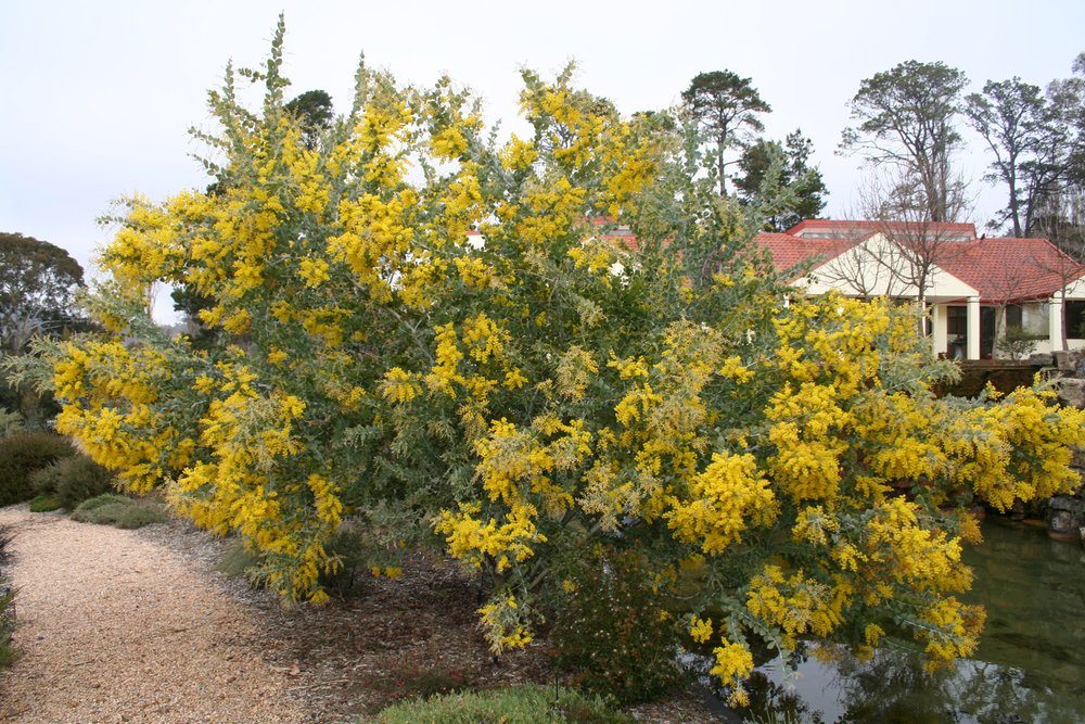 Acacia podalyriifolia plant.jpg