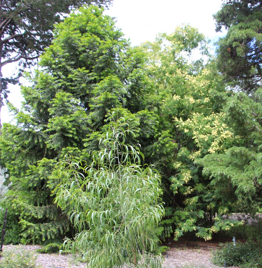 Acacia pruinosa.jpg