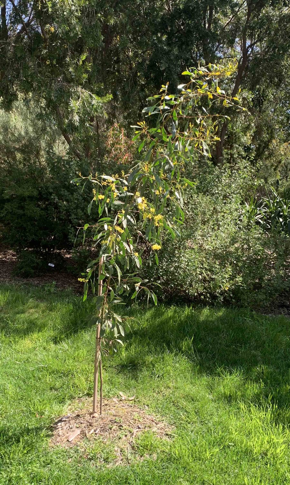 Acacia pycnantha 1.jpg