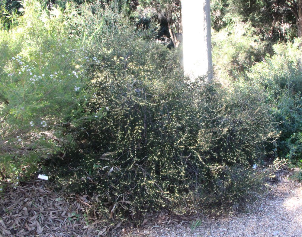 Acacia siculiformis plant.jpg