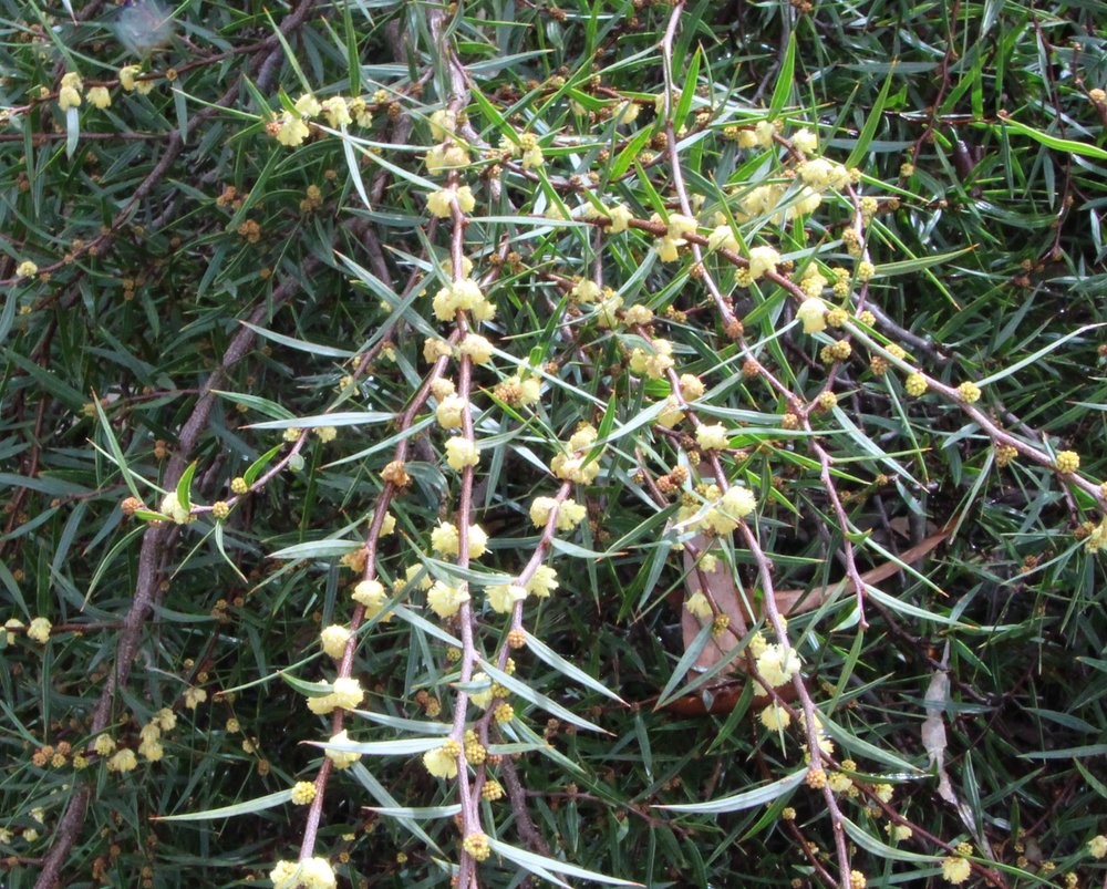 Acacia siculiformis 3.jpg