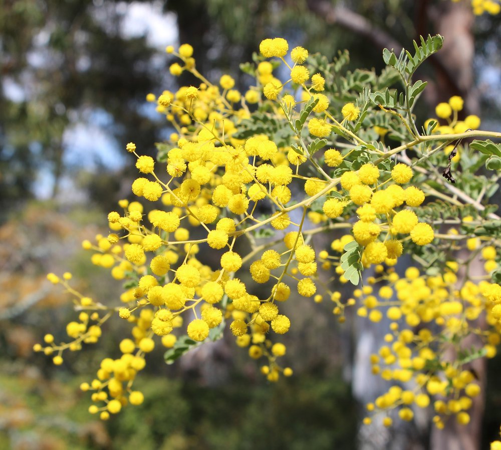 Acacia spectabilis flowers.jpg