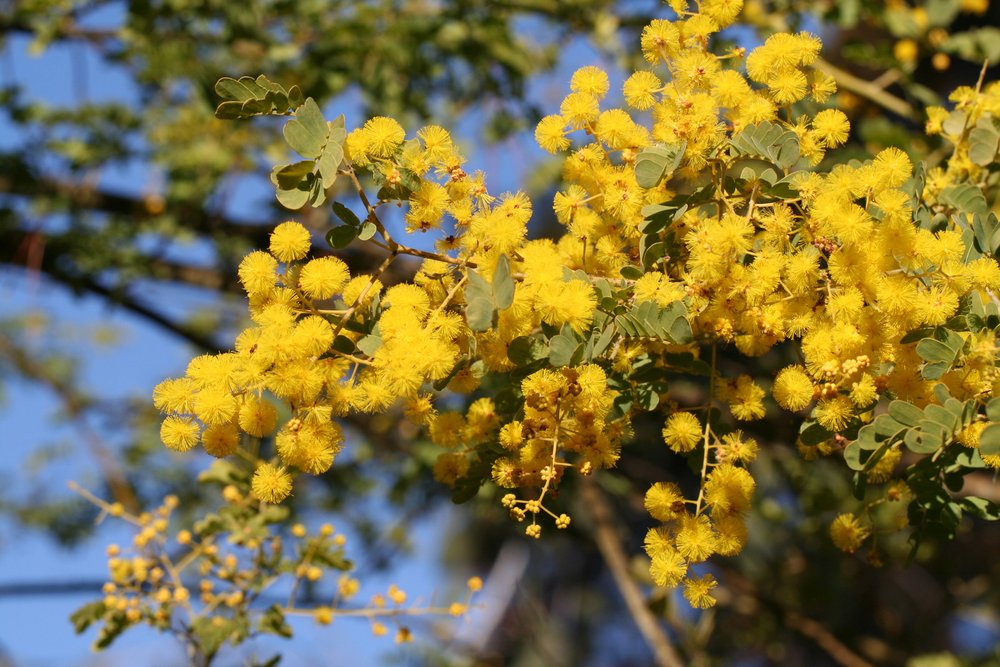 Acacia spectabilis.jpg