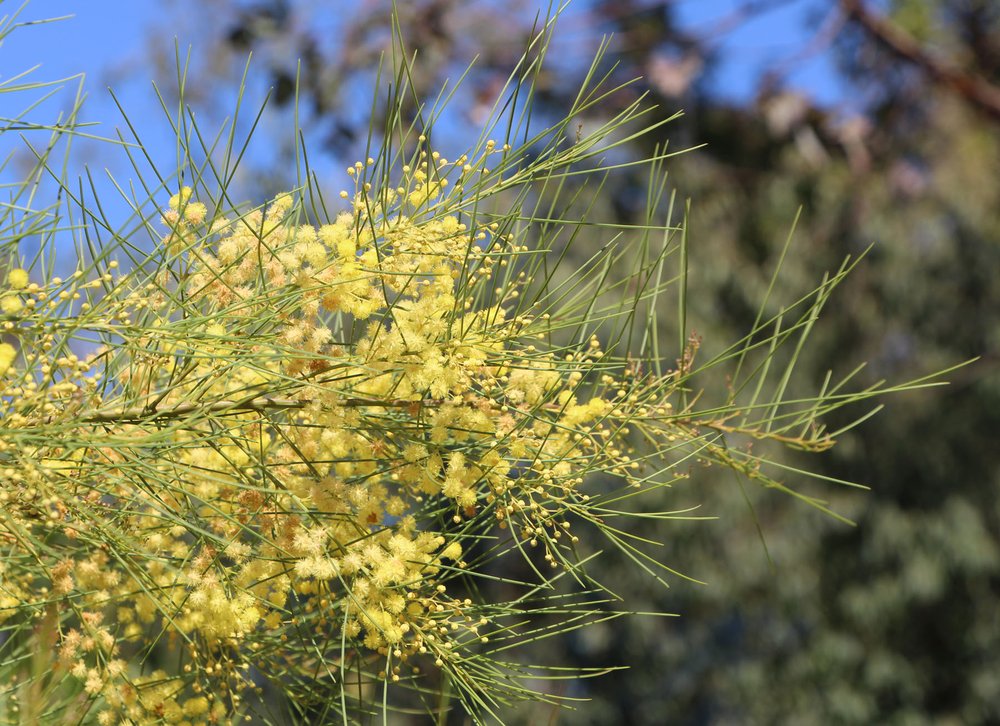 Acacia subulata flowers.jpg