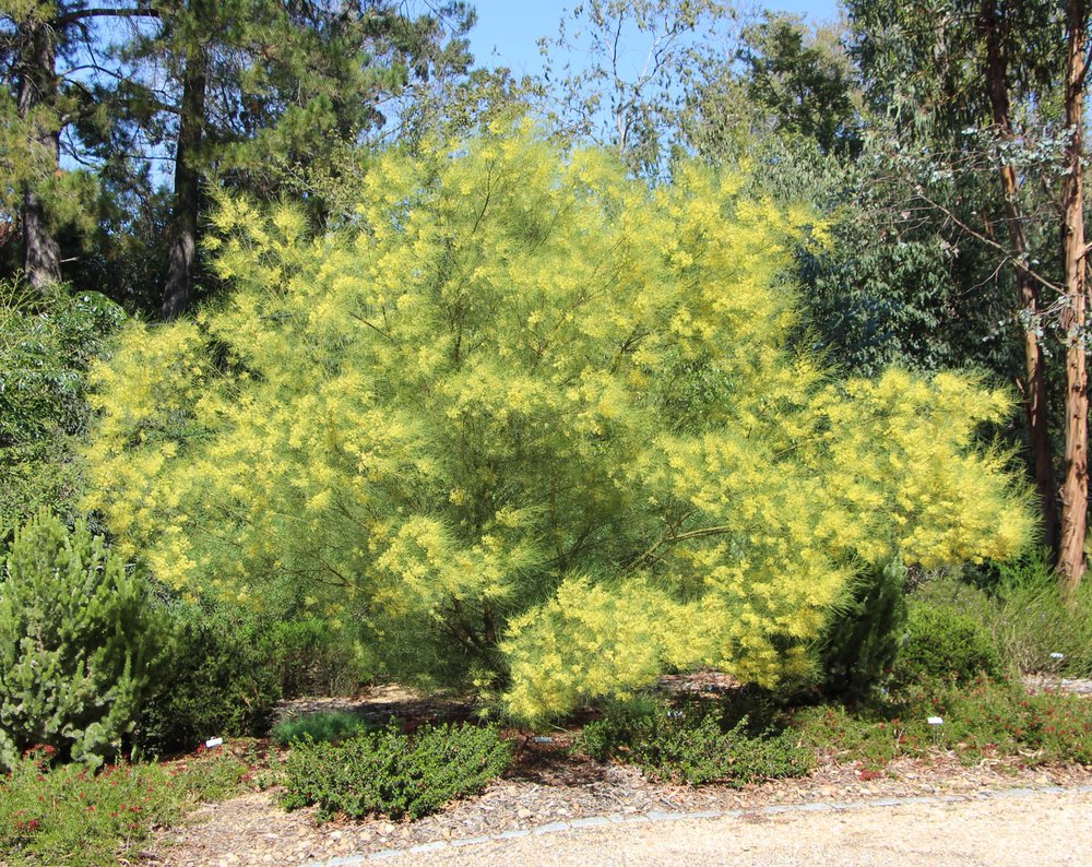Acacia subulata plant.jpg