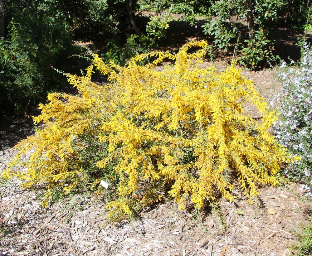 Acacia triptera plant.jpg