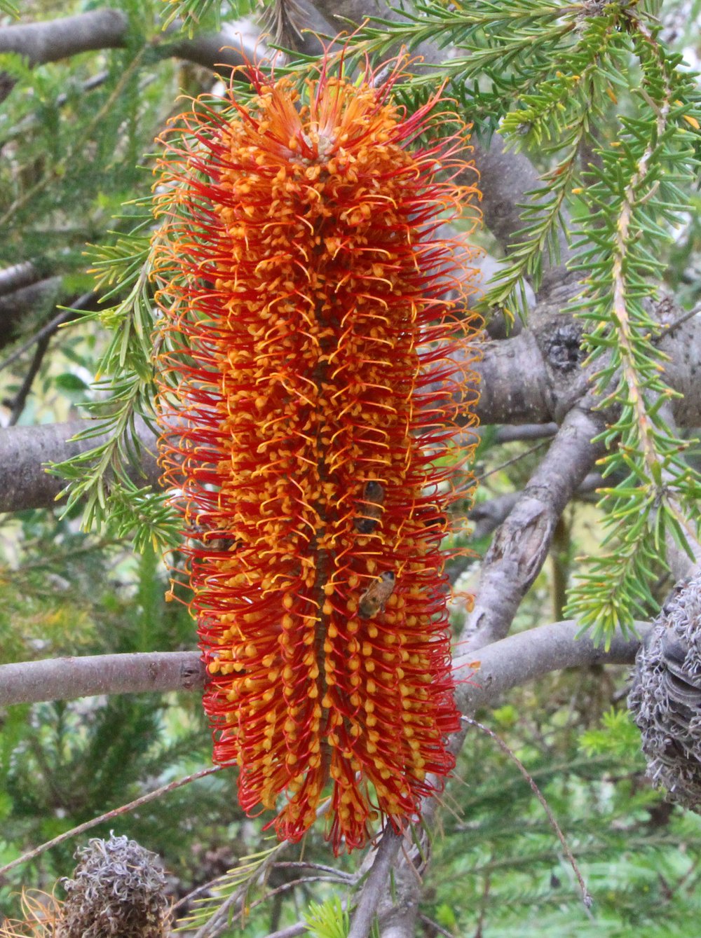 Banksia ericifolia ‘Red Rover’ 1.jpg