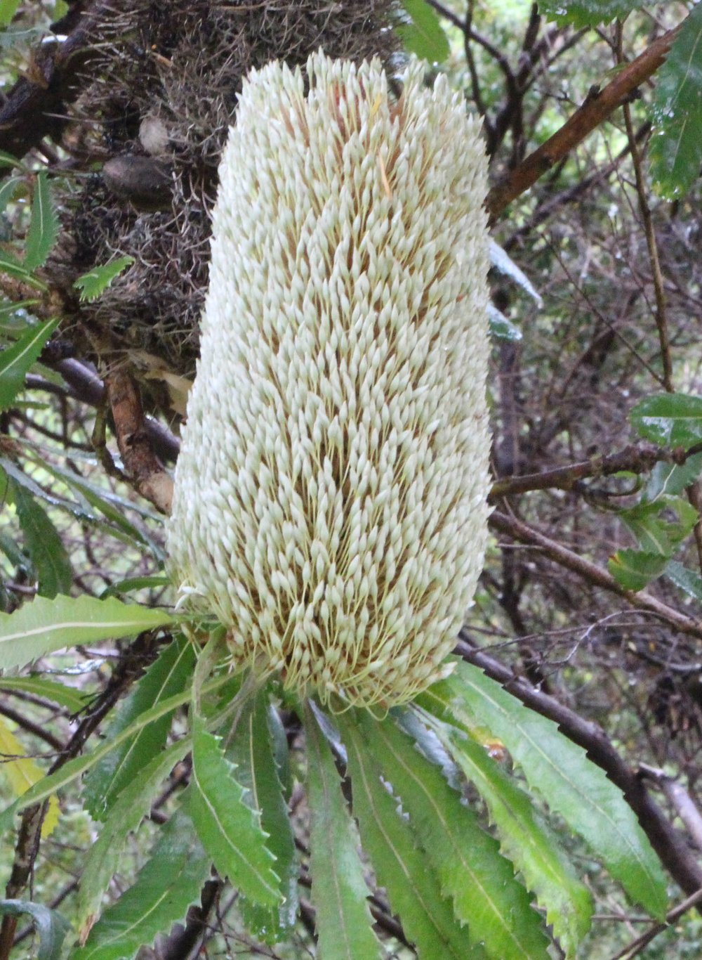Banksia serrata 2.jpg
