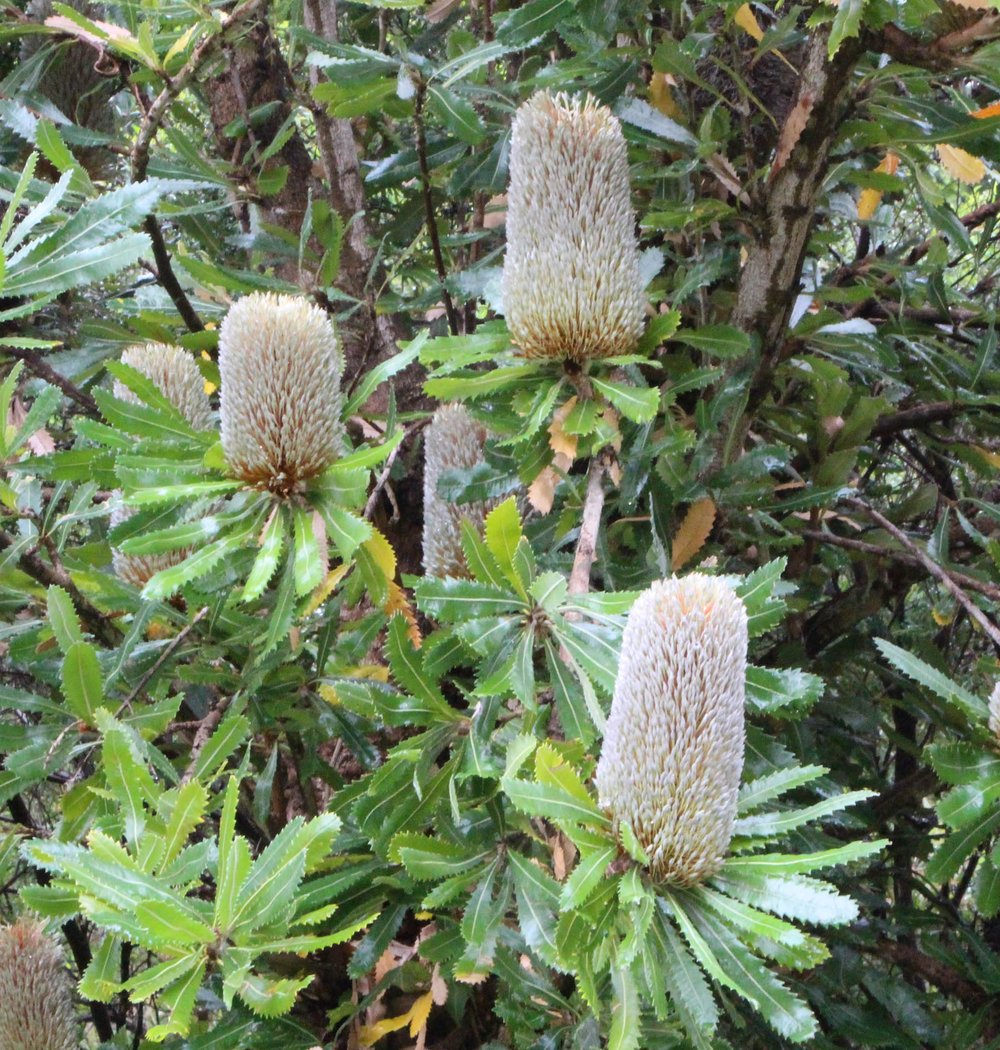Banksia serrata 4.jpg