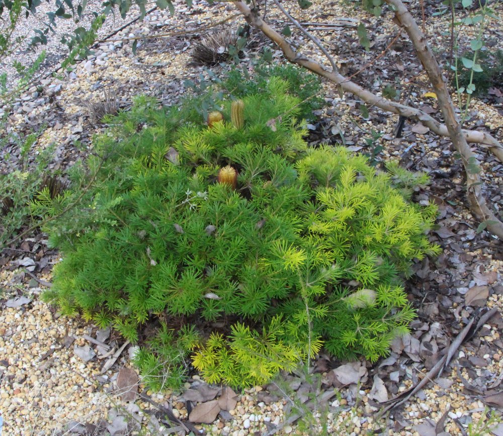Banksia spinulosa ‘Coastal Cushion’1.jpg