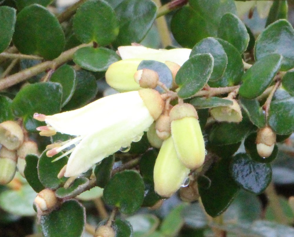 Correa sp. hybrid (lemon) 5.JPG