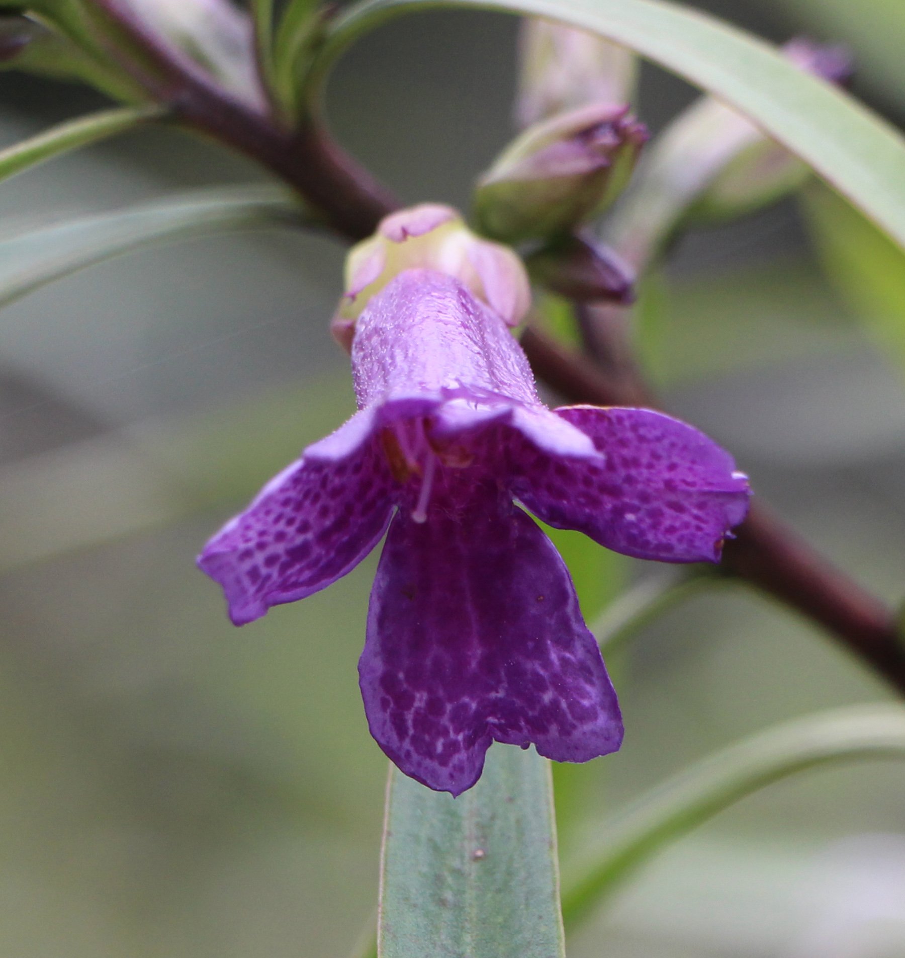 Eremophila bignoniifolia x viscida ‘Meringur Midnight’3.jpg