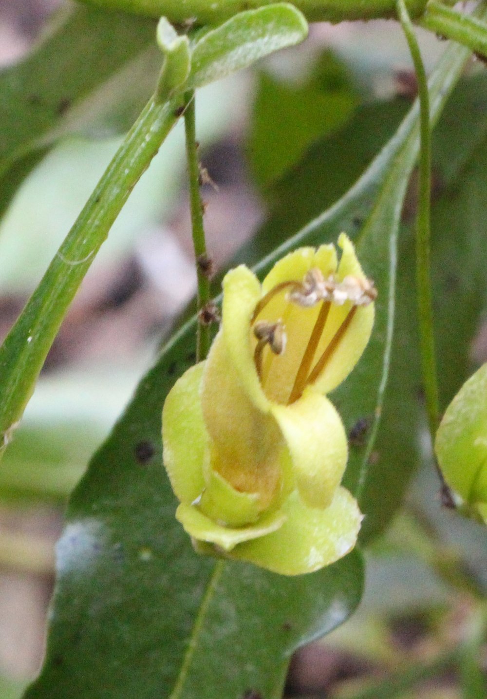 Eremophila ferricola ‘Tallering Peak’ 1.jpg
