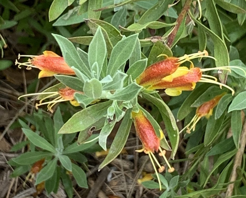 Eremophila glabra ssp albicans Orange 1.jpg