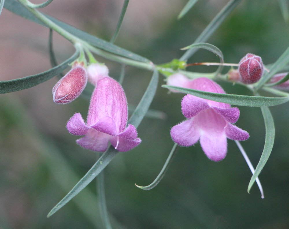 Eremophila longifolia x scoparia 6.jpg