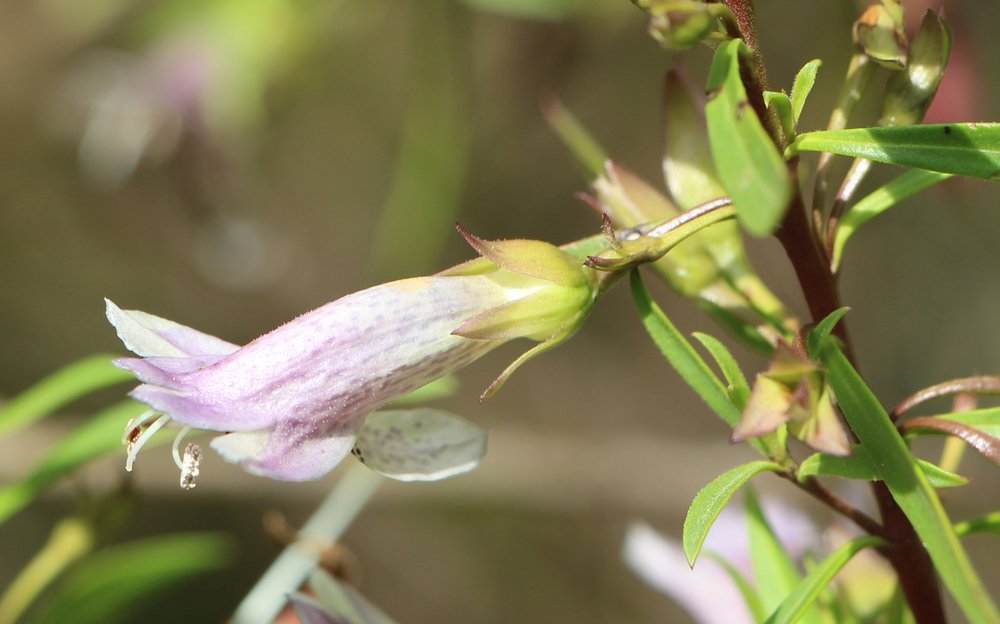 Eremophila maculata x viscida flower.jpg