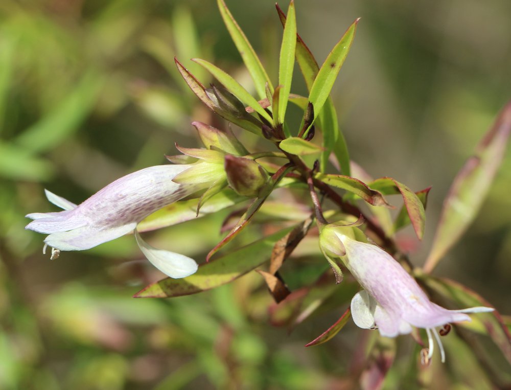 Eremophila maculata x viscida flowers.jpg