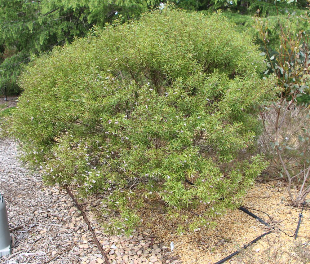 Eremophila maculata x viscida plant.jpg