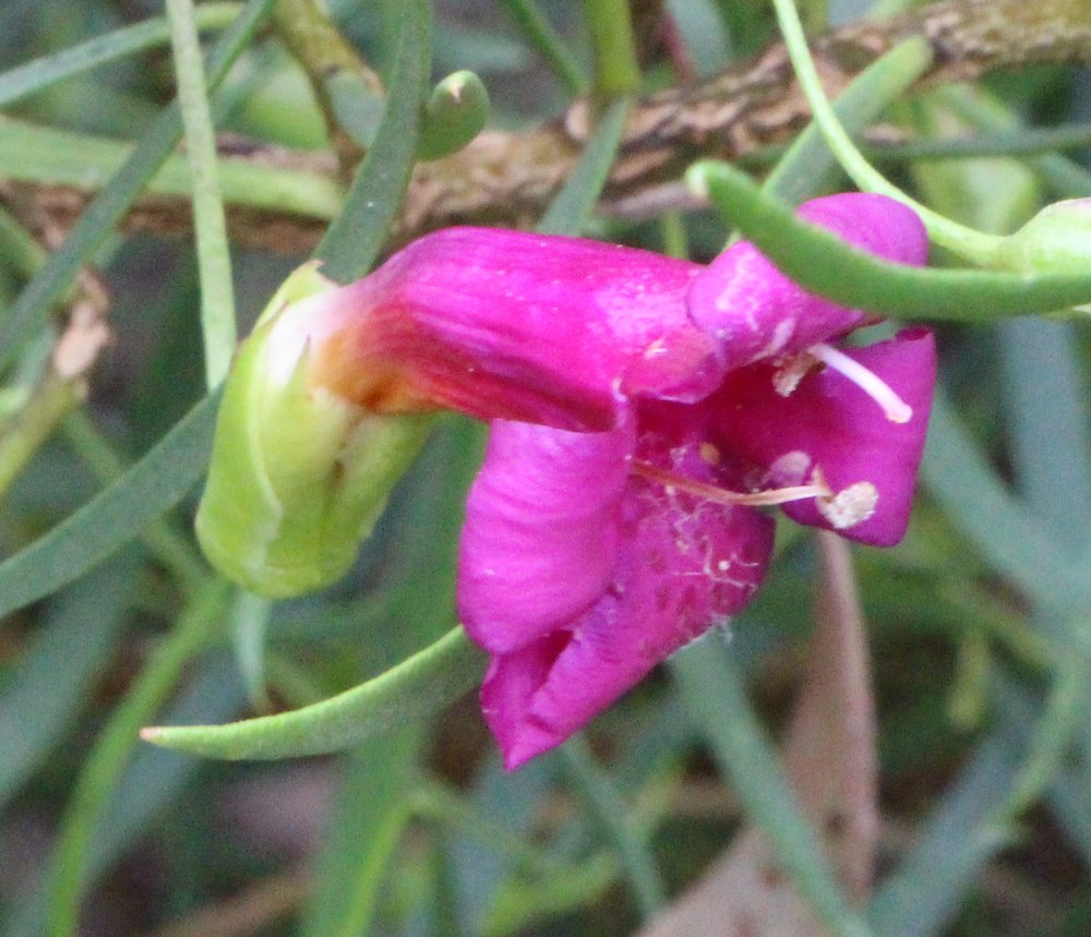 Eremophila maculata ‘Passionate Lady’4.jpg