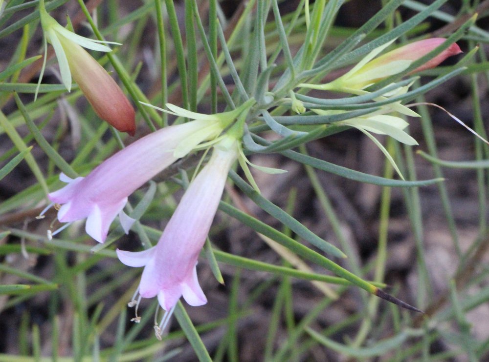 Eremophila oldfieldii subsp. angustifolia x oppositifolia ‘Piccaninny Dawn’ 2.jpg