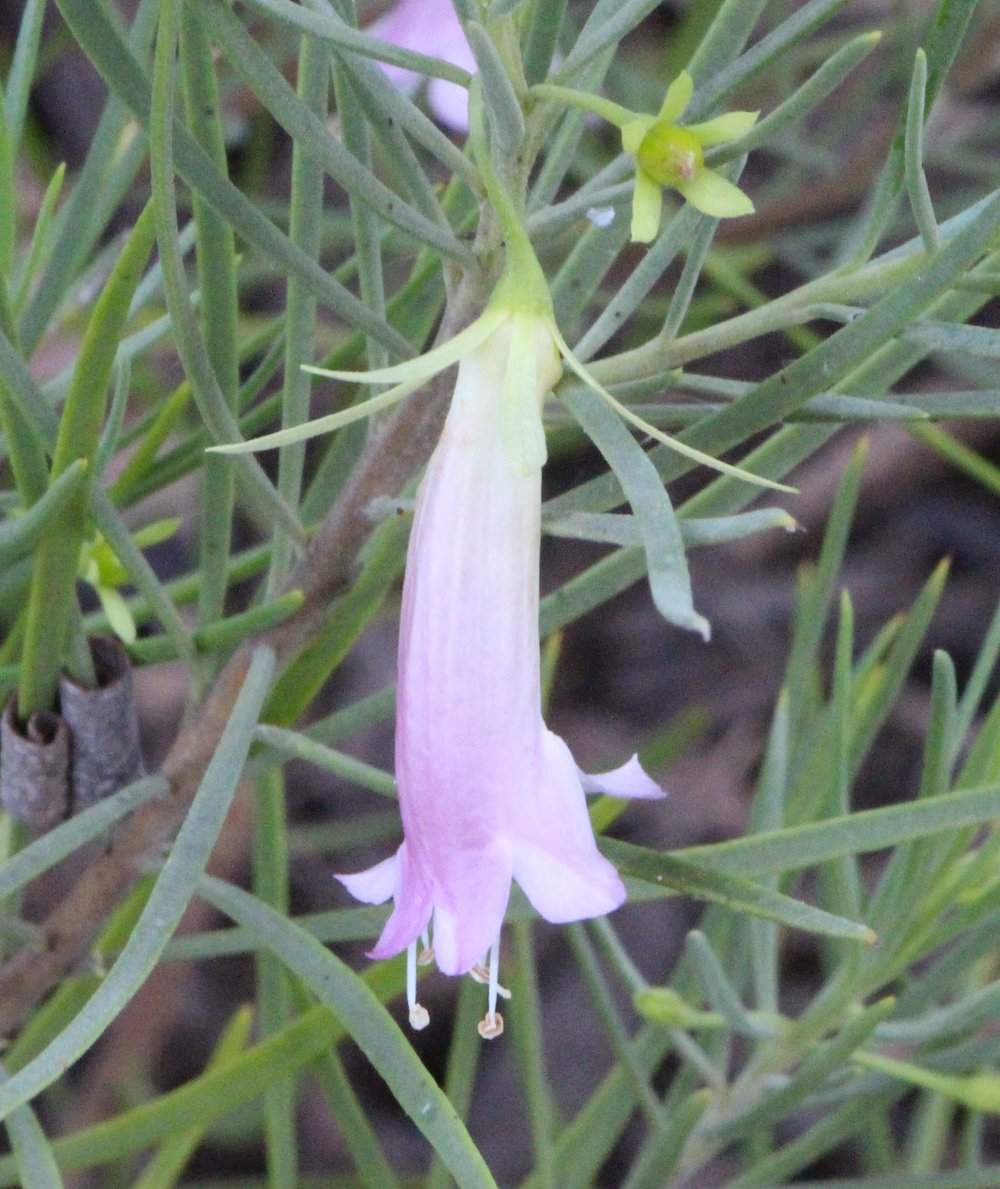 Eremophila oldfieldii subsp. angustifolia x oppositifolia ‘Piccaninny Dawn’ 1.jpg